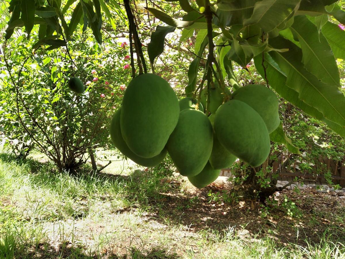 Les Gites Du Domaine De Petite-Anse Bouillante Bagian luar foto