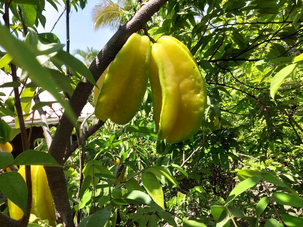 Les Gites Du Domaine De Petite-Anse Bouillante Bagian luar foto