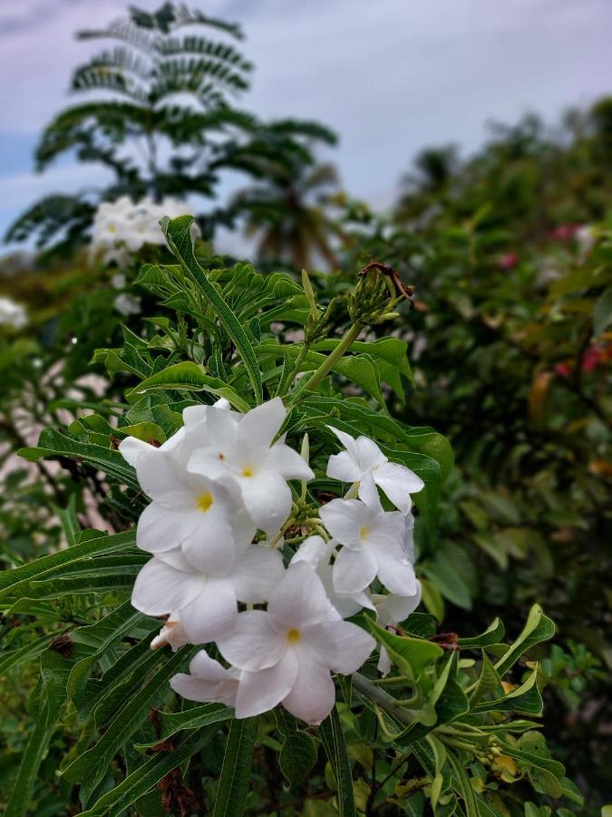 Les Gites Du Domaine De Petite-Anse Bouillante Bagian luar foto